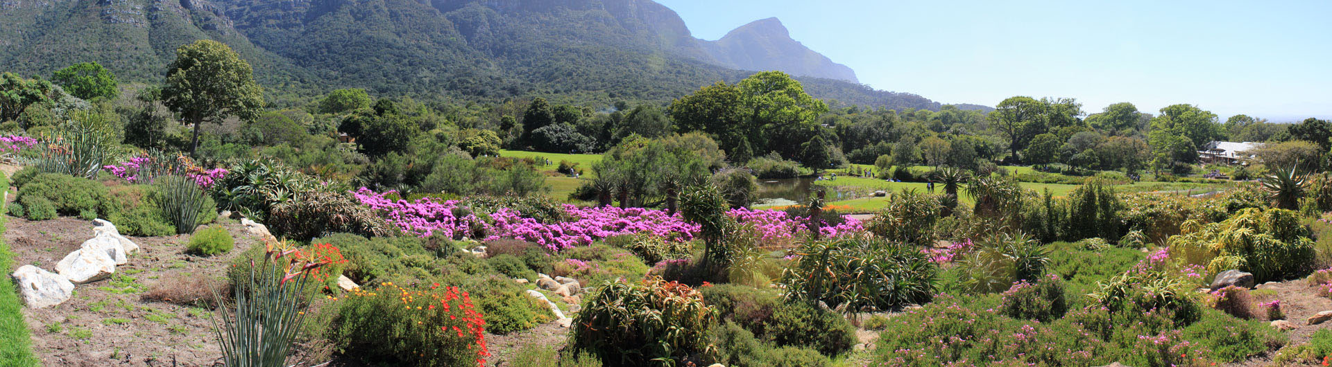 Blumenparadies in Südafrikas Florenregion der Kapprovinz