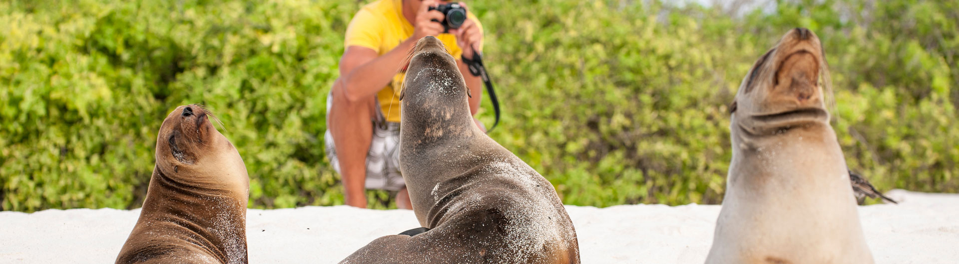 Robben am Strand von Galapagos