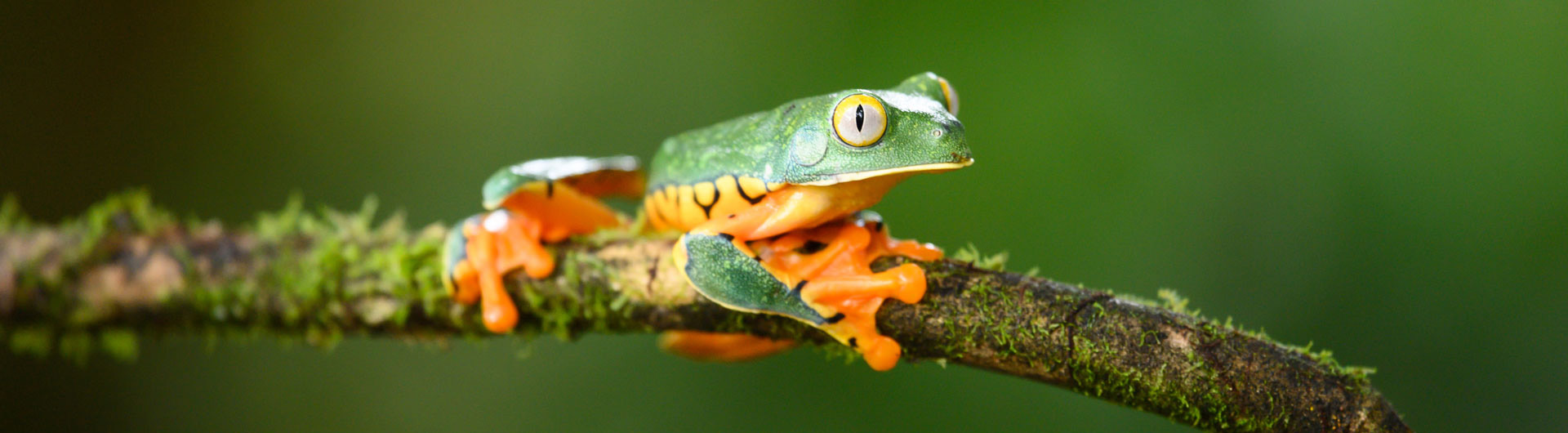 Herrlicher Laubfrosch in Costa-Rica