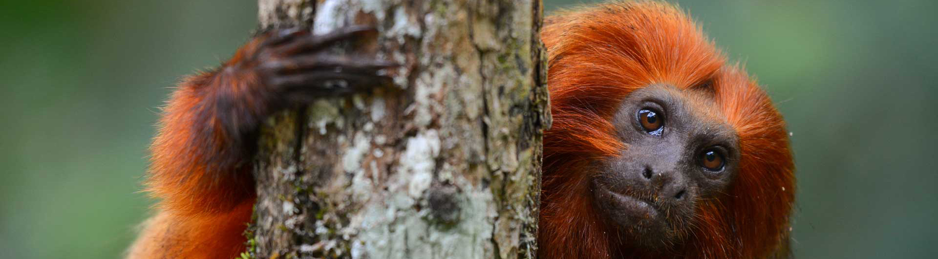 Goldene Löwenäffchen im Wald von Silva Jardim, Brasilien