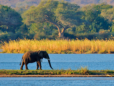 Elefant im Mana-Pools-Mationalpark von Simbabwe