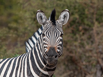 Ein Zebra in Botswana