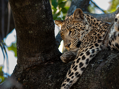 Ein Leopard liegt im Baum