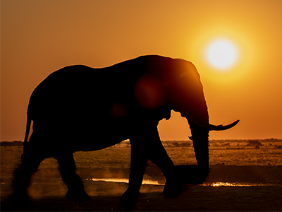 Elefant bei Sonnenuntergang