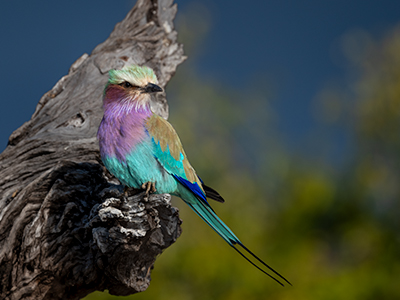 Ein Vogel in der Natur 