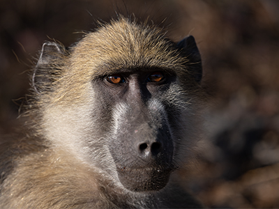 Ein Affe blickt im Natur Reservat 