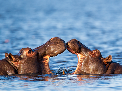 Hippos spielen im Wasser