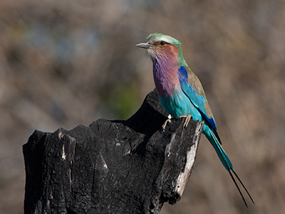 Vogel in der Natur