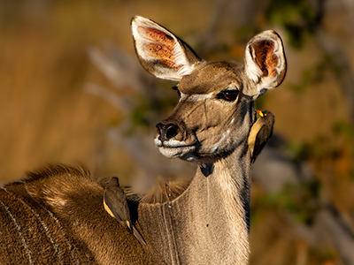 Weigblicher Kudu