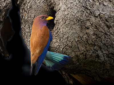 Vogel in freier Natur auf einem Baum