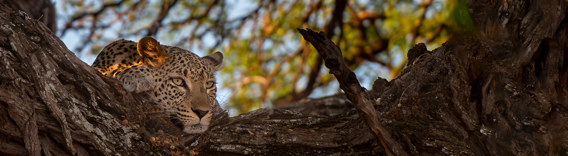 Ein Leopard liegt im Baum