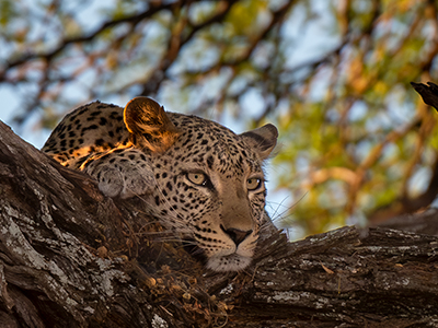 Ein Leopard liegt im Baum