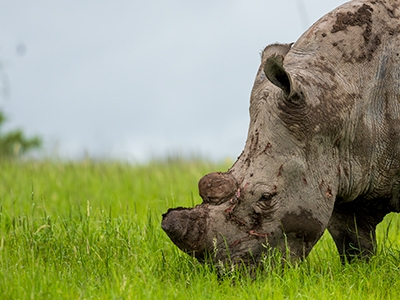 Ein Nashorn in freier Natur