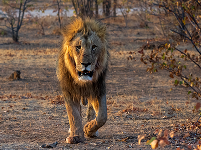 Ein Löwe im Etosha Nationalpark