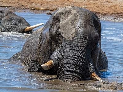 Ein Elefant im Etosha Nationalpark