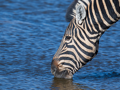 Ein Zebra im Etosha Nationalpark