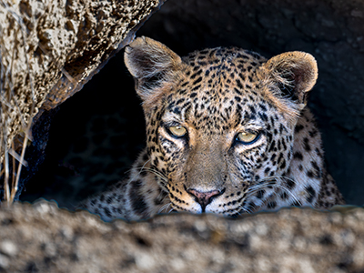 Ein Leopard schaut in die Kamera