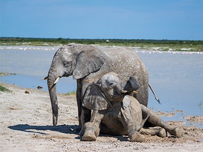 Elefanten im Etosha Nationalpark