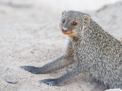 Tiere im Etosha Nationalpark