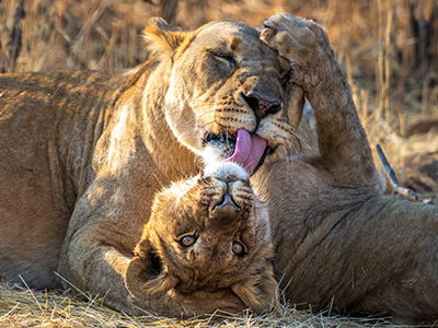 Löwen im Etosha Nationalpark