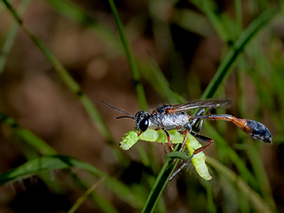 Nahaufnahme einer Libelle