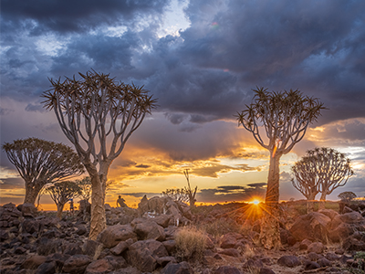 Köcherbäume in Namibia