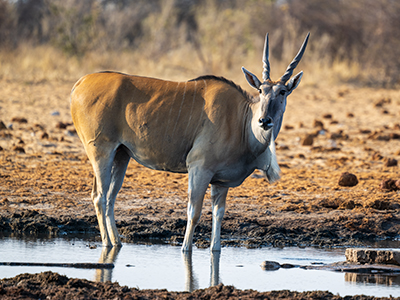 Ein Eland im Etosha Nationalpark