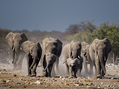 Eine Herde Elefanten im Etosha Nationalpark