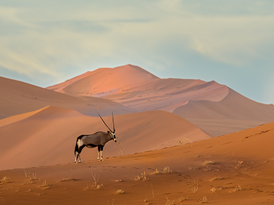 Oryx in den Dünen