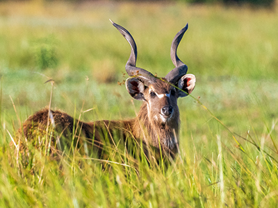 Ein Kudu