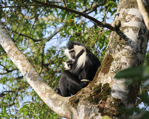 Colobusaffen im Nyungwe NP (c) M. Walter