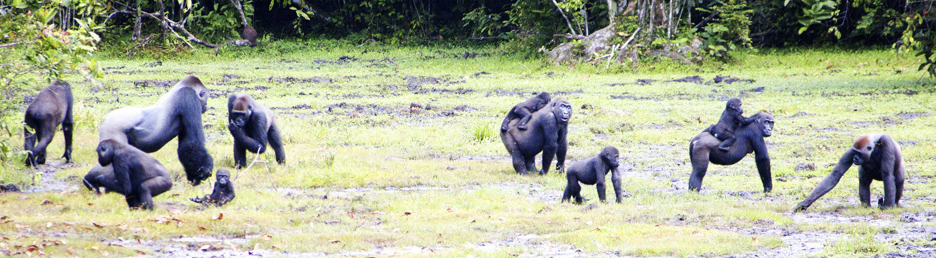 Flachlandgorillas im Kahuzi-Biega Nationalpark der Demokratischen Republik Kongo