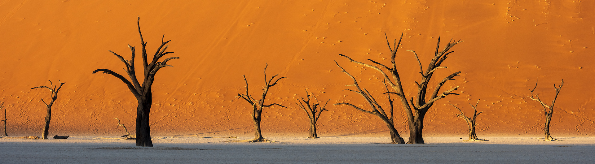 Bäume im Deadvlei