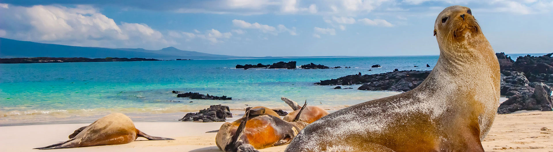 Seelöwe am Strand von Galapagos