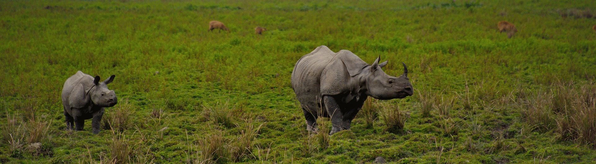 Nashornbeobachtung in Nepal