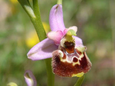 Ophrys-appennina-(Apenninen-Ragwurz)